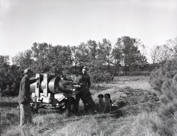 Two men bundle a Norway Pine with twine using a home-made twine baler in a clearing. Two dogs stand between the men and a pile of bundled trees.