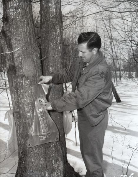 A man is collecting maple sap in clear rubber sap bags connected to a tree. Snow is on the ground.