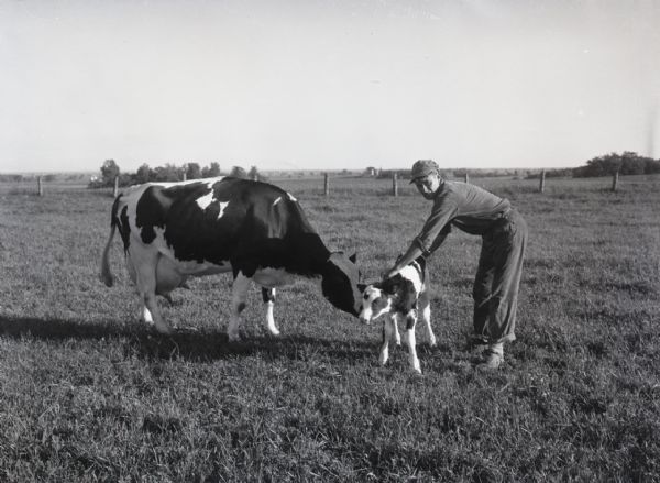 A farmer holds a newborn calf steady as it stands with its mother in an open field. The mother cow nuzzles the calf.