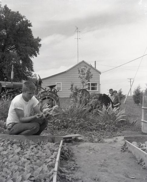 A young man in the foreground examines tobacco leaves. Two boys sit on a tractor attachment in the background.