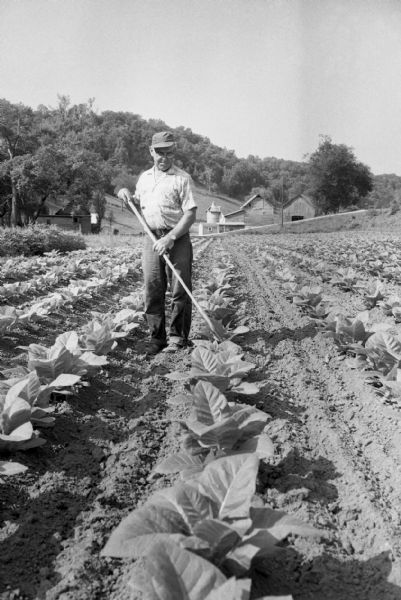 Farmer weeding in a tobacco field.
