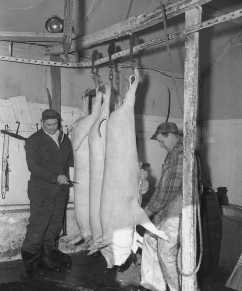 Two men in the process of butchering three large hogs. The hogs hang off of hooks from a track on the ceiling of the slaughterhouse. The man on the right can be seen removing the entrails from one of the slaughtered pigs, while the other stands, pointing his knife, at the hog on the far left.