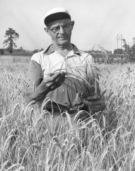 Louie Suttner inspecting the wheat crop at his farm, the current site of the Fox River Mall.