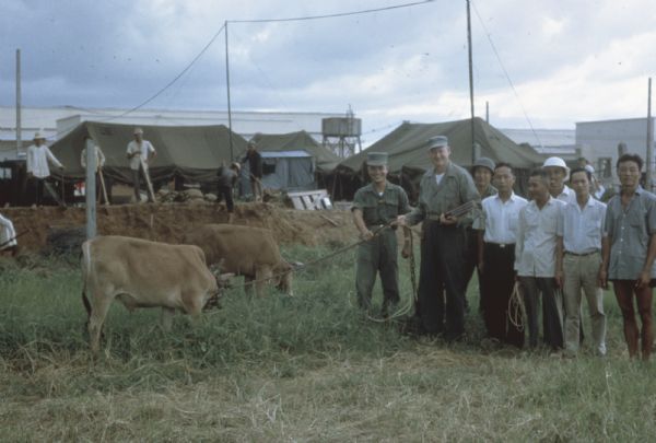 Gift cows at the U.S. Marine Helicopter base in Soc Trang, Vietnam. Military and civilian men stand posing in a group in a field. Two of the men hold the rope leads for two grazing cows. In the background there are large tents set up, and some workers are engaged in an earth-moving project. Large buildings, and what appears to be a water tower, in the background.