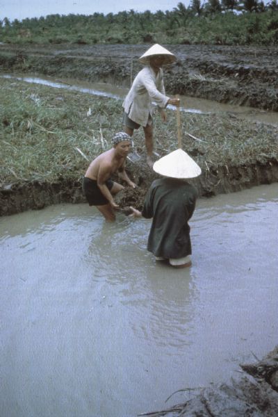 Three farmers remove large chunks of earth from the side of an irrigation canal in Vietnam to widen it. One man stands with a tool on the bank to dislodge the mud cakes, and two other men stand in the channel to move the pieces once they are free.