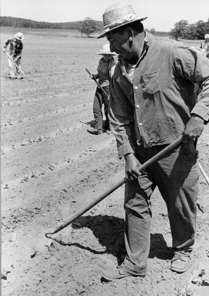 Migrant laborers hoe a cucumber field by hand. There is one worker in the foreground and two others in the background. Rows of seedlings extend across the mostly bare-dirt field.
<p></p>Cultivación de un campo
<p></p>Obreros emigrantes trabajan en un campo de pepino usando un azadón de mano. Hay un trabajador adelante y otros dos hacia el fondo. Líneas de surcos se extienden en un campo principalmente de tierra.