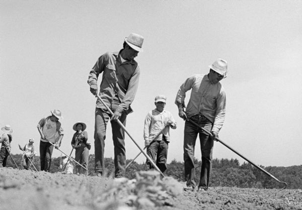 Ground-level view of a double row of workers cultivating a cucumber field with hoes.  <p></p>Cultivando pepino <p></p>Vista desde el suelo de una línea doble de trabajadores cultivando un campo de pepino con unos azadones.