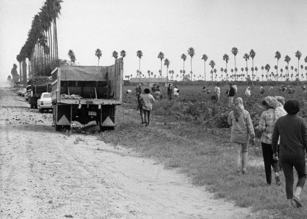 Migrant farm workers harvesting tomatoes in the Rio Grande Valley.<p>Obreros Unidos (United Workers) grew in Wisconsin during the 1960s and had deep roots in South Texas and Mexico. It was formed to deal with discrimination and oppression migrant farm workers were facing while working and living in Wisconsin and elsewhere along the journey to the North. In 1946, more than 4,000 farmworkers from Texas migrated to Wisconsin to cultivate and harvest vegetable and fruit crops. In 1961, 85 percent of about 18,000 migrant workers, including 5,000 children under age 16, were recruited from Texas to work in Wisconsin.<p>Cosechando jitomates en el Rio Grande Valley<p>Trabajadores agrícolas emigrantes cosechando jitomates en el Rio Grande Valley.<p>Obreros Unidos se desarrollo en Wisconsin durante los años 1960 y tenía raíces profundas en el sur de Texas y México. Fue fundado para combatir la discriminación y opresión que los trabajadores agrícolas emigrantes estaban sufriendo mientras trabajaban y vivían en Wisconsin y en otros lugares a lo largo de su viaje al norte. En 1946, más de 4,000 trabajadores agrícolas de Texas emigraron hacia Wisconsin para cultivar y cosechar vegetales y fruta. En 1961, 85 por ciento de aproximadamente 18,000 trabajadores emigrantes, incluyendo 5,000 niños menores de 16 años, fueron reclutados de Texas para trabajar en Wisconsin.</p>