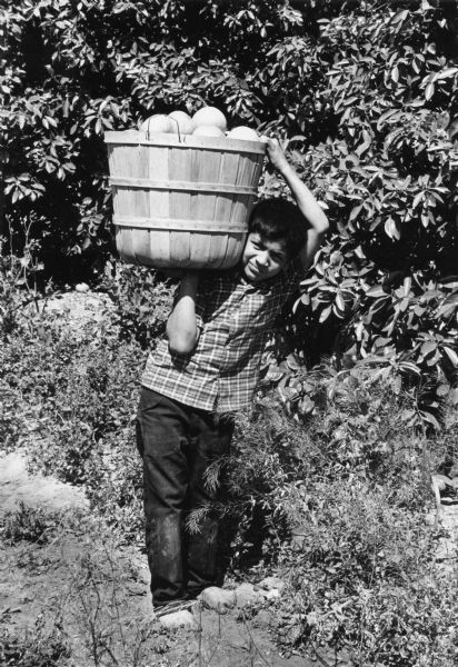 A child worker wearing a short sleeve plaid shirt, dark pants and no shoes is carrying grapefruit from a Texas grove on his shoulder. He is looking into the camera with one arm over his head holding onto the top of the basket and his other arm supporting the bottom.<p>This photograph is a part of Wisconsin-native David Giffey's series "Struggle for Justice," images from the migrant farm worker struggle including an independent organizing effort in Wisconsin and the nationwide grape boycott movement started by Cesar Chavez of United Farm Workers during the 1960s and 1970s. Many migrant farm laborers traveled from Texas to Wisconsin in search of seasonal field work.<p>Un niño cargando una canasta de toronjas<p>Un niño trabajando, vistiendo una camisa con cuadros de manga corta, pantalón oscuro, y sin zapatos, está cargando en su hombro una canasta de toronjas de un campo en Texas. Está mirando hacia la cámara, con un brazo sobre su cabeza para detener la canasta en su hombro y su otro brazo sosteniendo la parte de abajo. Esta fotografía es parte de la serie "Lucha por la Justicia" tomada por David Giffey, originario de Wisconsin, las imágenes muestran la lucha de los trabajadores agrícolas emigrantes incluyendo un esfuerzo independiente organizado en Wisconsin y el movimiento nacional del boicot de uvas empezado por Cesar Chávez de la unión de campesinos o United Farm Workers durante los años 1960 y 1970. Muchos obreros agrícolas emigrantes viajaban desde Texas hacia Wisconsin en busca de trabajo temporal en los campos.</p>