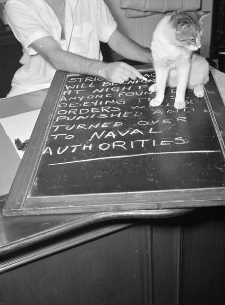A cat is sitting atop a chalkboard with blackout orders written on it as a crew member from the United Fruit Company's S.S. <i>Santa Marta</i> fixes the smudged lettering. The crew member is wearing a white button up shirt and is holding chalk in one hand. The cat is white with tabby markings on its head. This photograph was taken in the Caribbean.