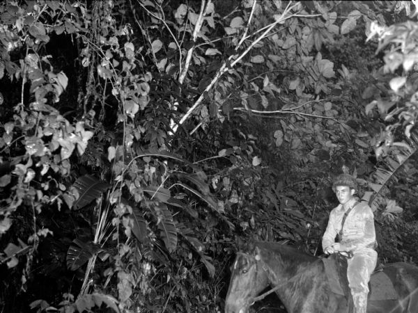 A soldier from the 14th Infantry riding on horseback through a jungle in Panama. He is wearing wet fatigues and has a rifle slung over his shoulder.