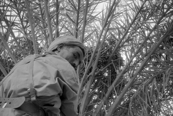 An Algerian member of the National Liberation Front is looking over his shoulder at the camera. He is climbing into a tree.
