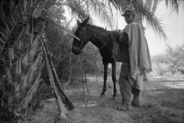 An Algerian member of the National Liberation Front is standing with a donkey under a tree. Two rifles are leaning against the tree. He is wearing a cap and torn clothing.