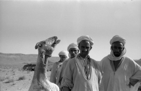 Algerian National Liberation Front members posing with a dead camel. The men are wearing turbans and loose, light clothing. The camel has been skinned. Behind them is a large tent in the desert.