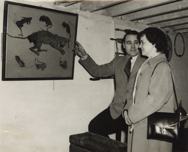 Ellen MacQuarrie (later Ellen Wilson), a journalist at the "Milwaukee Journal" and the wife of Gordon MacQuarrie, looking at Anubis, the dessicated cat that is the mascot of the Milwaukee Press Club. The fossilized cat was stolen from the State Historical Society of Wisconsin in 1897 and later appeared at the Press Club. The man with Mrs. MacQuarrie is unidentified.