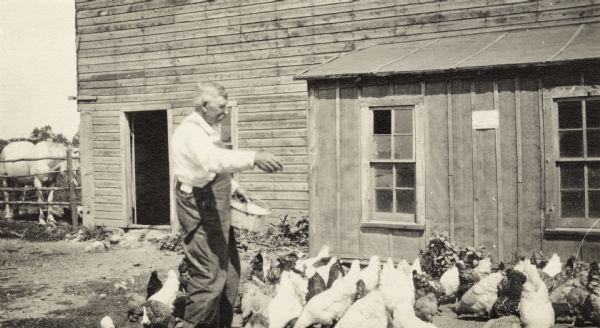 Oscar Steinkopf feeding the chickens on his 40-acre farm near Luck. Feeding the chickens was traditionally considered women's work and perhaps Steinkopf was doing this for the benefit of his new daughter-in-law who was visiting from the city.