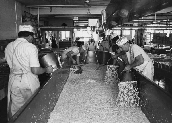 "Widmer's Cheese Cellars. (l-r) Harvey Kamrath, Ralph, Joe, and John Widmer scoop brick cheese curds out of the vat. Widmers are now in their 56th year of cheesemaking."