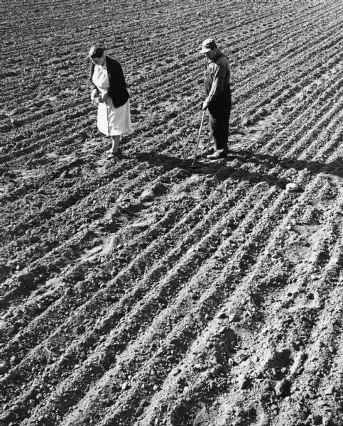 "Ben & Catherine Adelmeyer tend their potato crop in a field that abutted Henni & Wisconsin Streets."