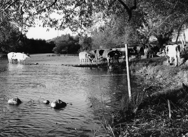 "These cows walked through the Rock River near the 'River Church' on County AY."