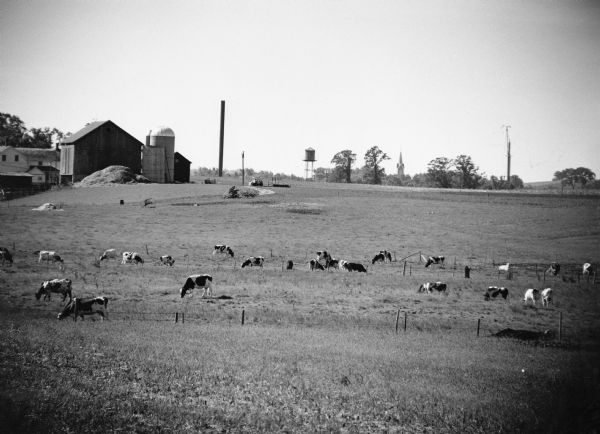 "Cows graze on the William Engman farm south of Theresa. The new water tower, at right, is being constructed."