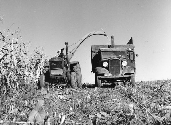 "Nick Koll and his son pick corn near Bancroft Road."