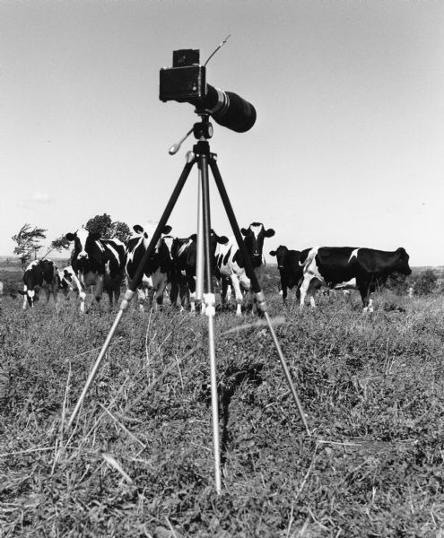 "Cows were nosy when a camera was set up in a field near Theresa."