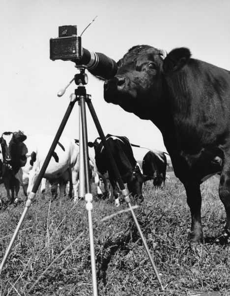"Cows were nosy when a camera was set up in a field near Theresa."