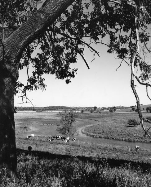 "Cows graze along the Rock River. In the distance is North Pole Road and beyond that tracks of the Soo Line Railroad."