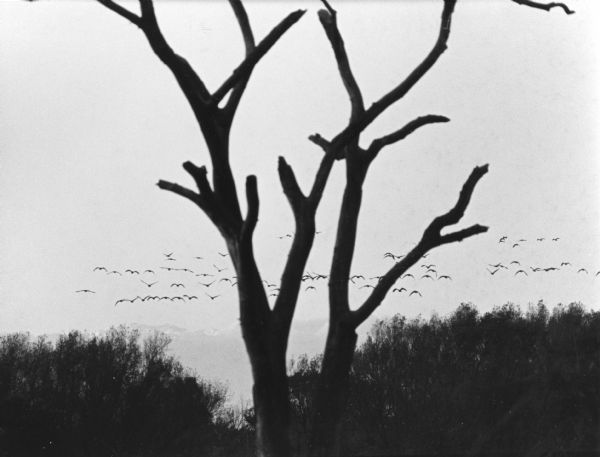 "A large concentration of Canadian Geese along McArthur Road, southwest of Theresa, provided some interesting photographic possibilities."