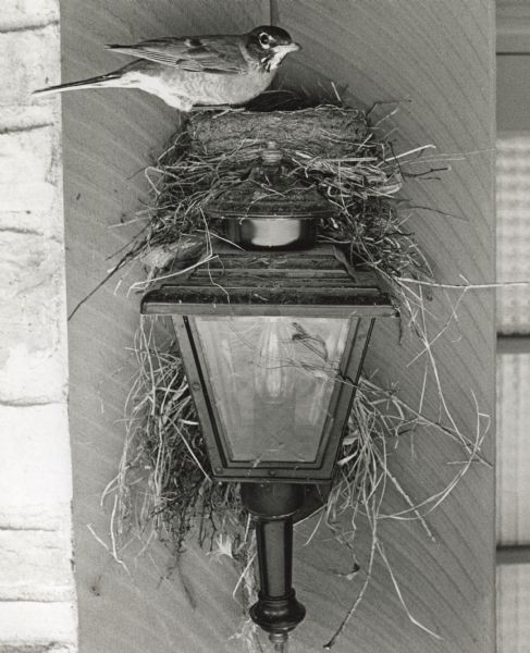 View of a bird (Robin) perched on its nest atop an outdoor lighting fixture.