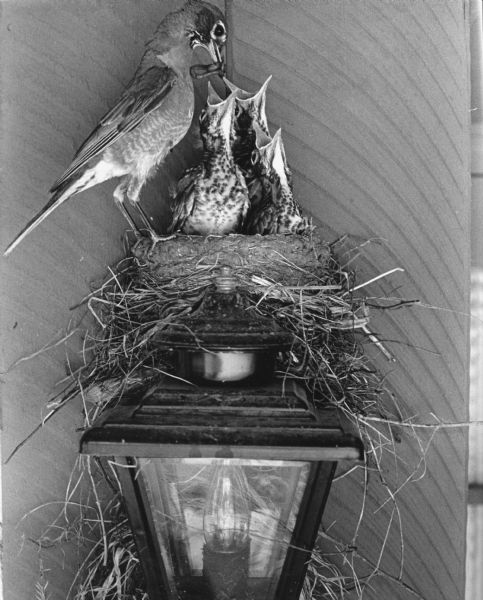 View of an adult bird (Robin) feeding its young in a nest atop an outdoor lighting fixture.