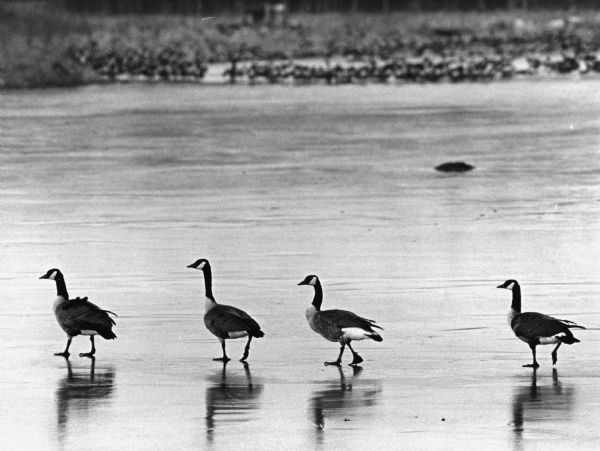 "Canadian geese 'goose step' on ice on the Theresa Marsh."