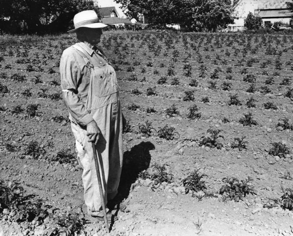 Ed Radke stands between rows of crops in his field.