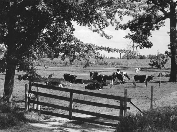 "These cows were photographed on the Myron Wenninger farm on County D."