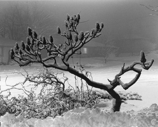 Nighttime winter view with a snow-covered tree in the foreground.  Houses in the background.