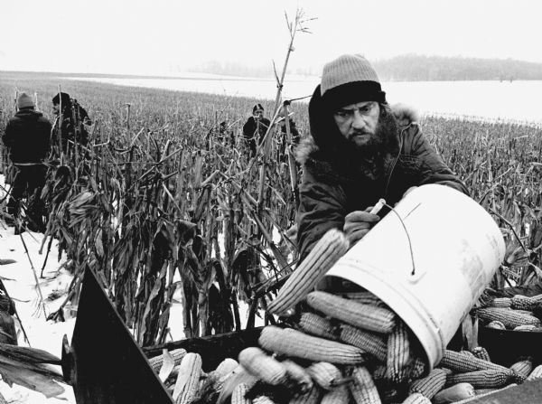 "Larry Luhn, along with relatives and friends, picked corn in a field along Bancroft Road."