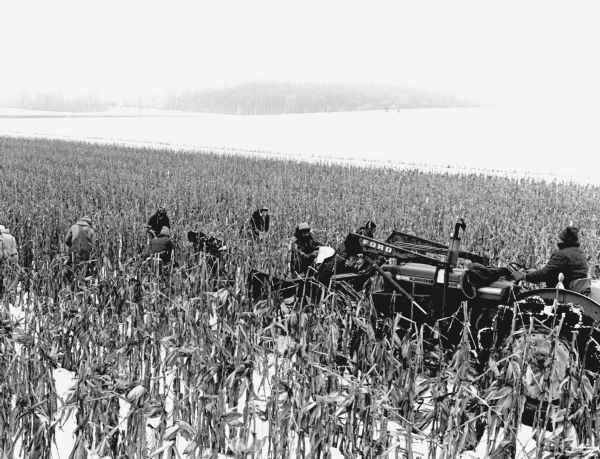 "Picking corn on the Luhn farm."