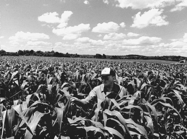 "The corn in John Schmidt's field at the intersection of Cty Tr P & Allen Road was knee-high plus a lot more on the 4th of July."