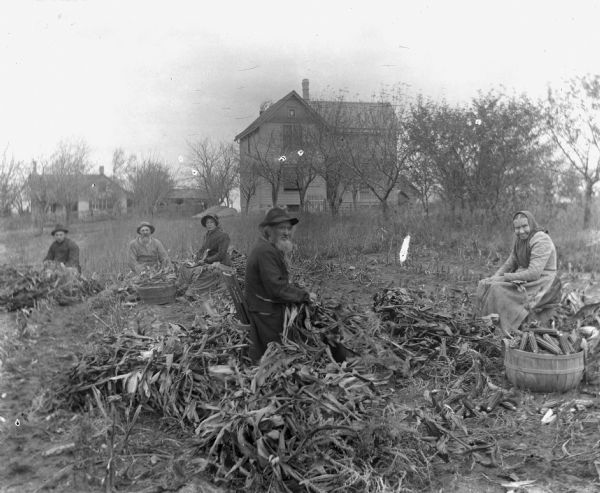 A view of men and women husking corn in the field behind a farmhouse.  Sitting from left to right are: August Prahl, August Krueger, Sarah Krueger, William Krueger, and Mary Krueger.