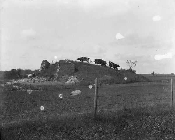 View of cows on the approach to a lime kiln.