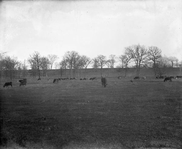 Krueger's and Will's herd of cows in a pasture.