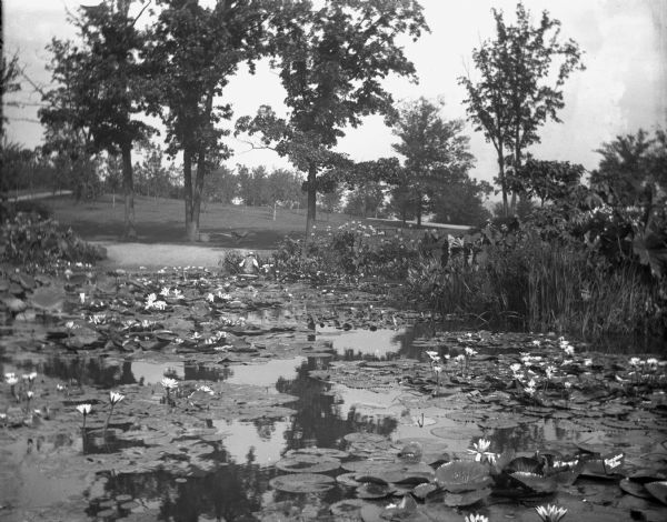View of a lily pond in Mitchell Park. A man is working among the plants along the shoreline in the middle background.