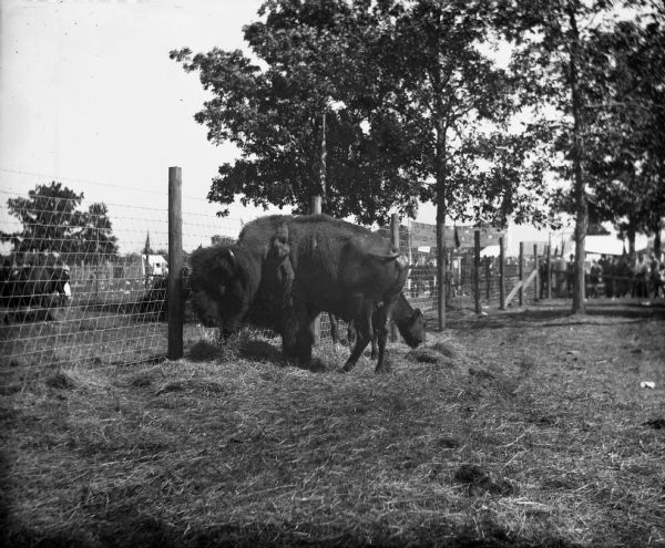 View of a buffalo and a cow standing near a fence at the Wisconsin State Fair.