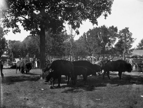 View of a herd of buffalo at the Wisconsin State Fair.