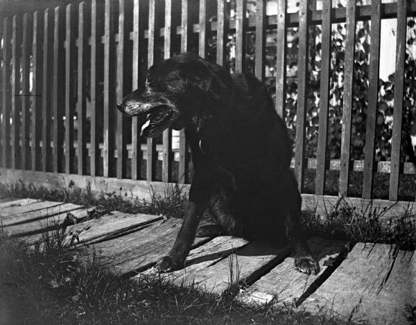 View of a dog named Sailor sitting along a wood planked sidewalk in front of a picket fence.