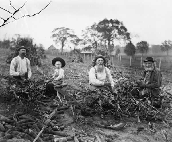 Alexander, Edgar, August, and William Krueger husking corn in a cleared corn field. Each of them is holding an ear of corn, and a pile of husked corn is sitting in front of them. Corn shocks are scattered throughout the cleared field.