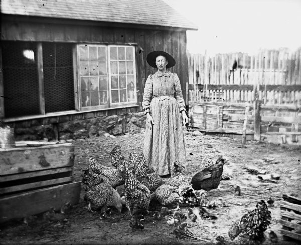 Mary Krueger standing in the chicken coop feeding the chickens. Adult chickens and young chicks are standing around her feet eating the feed.