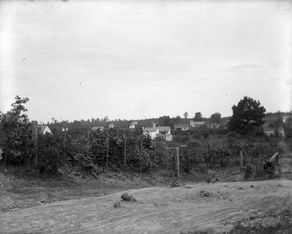 View across road towards an African American town. A fenced-in orchard runs along the left side of the road. Several houses with fenced yards are on a hill on the other side of the orchard. 
