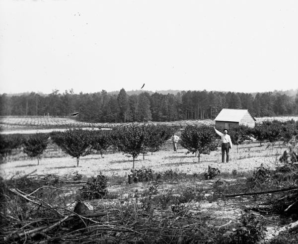 Elevated view of Alexander Krueger standing in a 20 acre fruit tree orchard owned by Paul C. Goetsch.  Alexander is standing next to one of the trees and touching the top of it. Another man is standing further down in the orchard. A shed is amongst the peach trees.