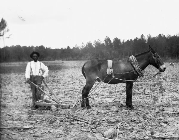 Carlos Christian cultivating a field for cotton. He is posing while holding a plow which is hitched to a mule. Pine trees are running along the perimeter of the field.